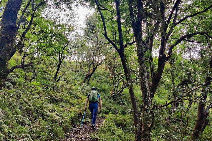 Randonnée d'une journée à Kaflani - Mussoorie