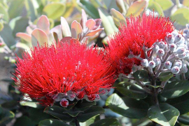 Excursion Hilo Shore : Volcan actif, Tube de lave, cascade et jardins