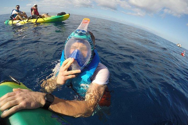 テネリフェ南部の火山海岸沿いのシュノーケリング カヤック ルート