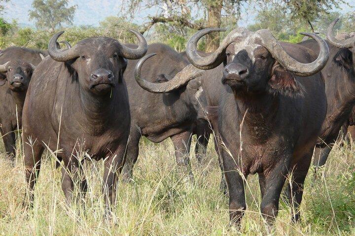 Wildebeest Migration and Witness the Mara Crossing