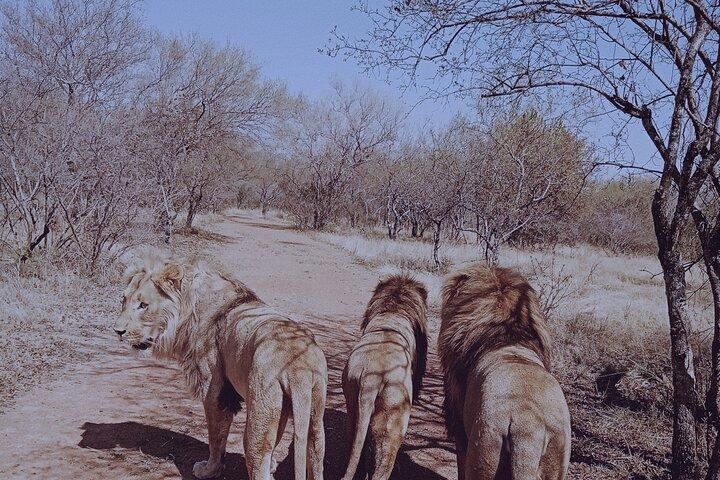 Guided Walking with Lions Bush-walk Tour