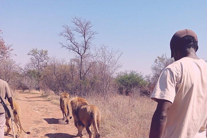 Guided Walking with Lions Bush-walk Tour