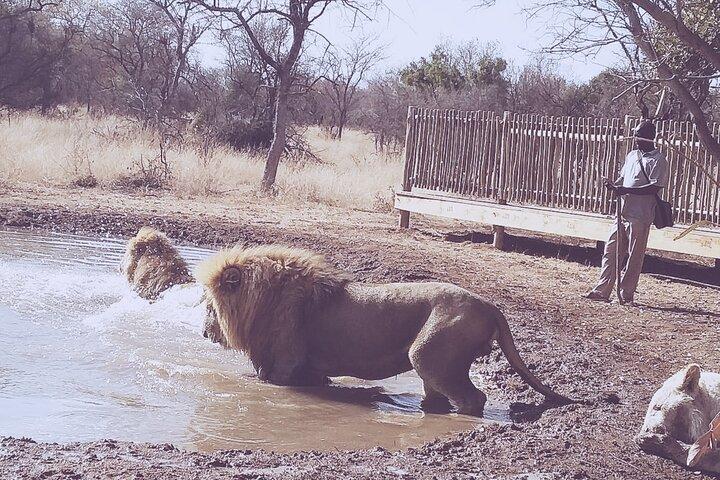 Guided Walking with Lions Bush-walk Tour