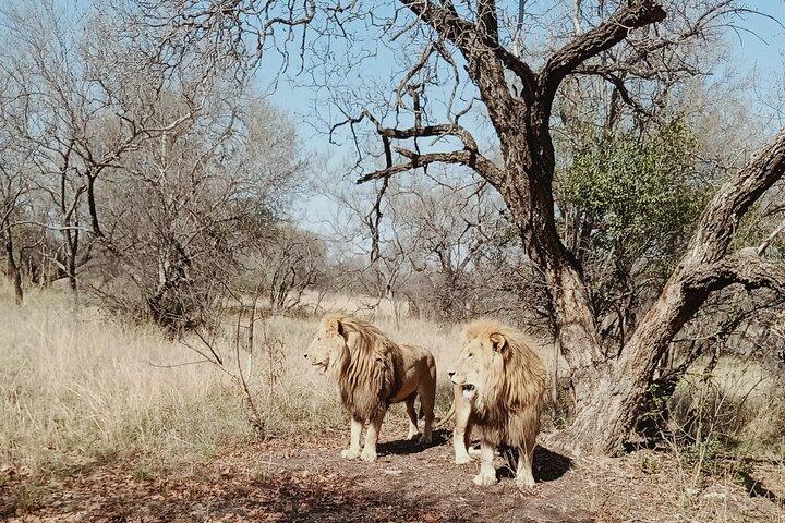 Guided Walking with Lions Bush-walk Tour