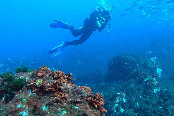 Terceira Island:Try Scuba in a Shipwreck-Archeological park