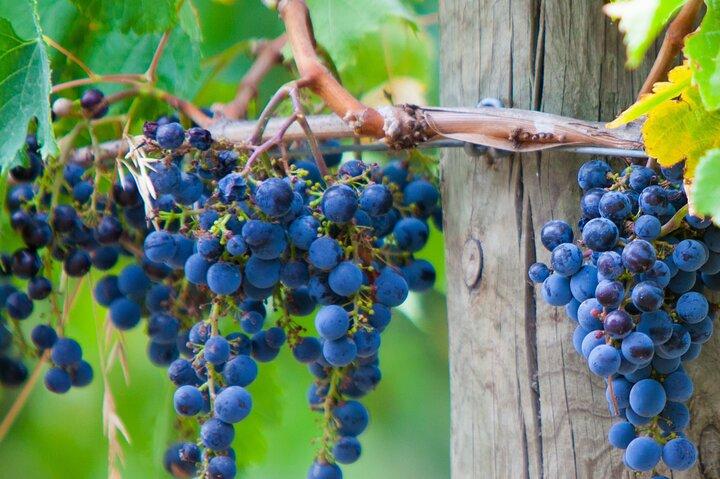 Mornington Peninsula Tour incチェアリフト、ビーチボックス、ランチ、チョコレートテイスティングなど