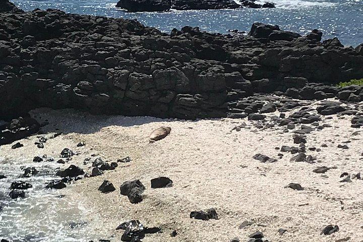 プライベート マーメイド ケーブとカエナ ポイント ハイキングを伴う西オアフ島 (Se habla Español)