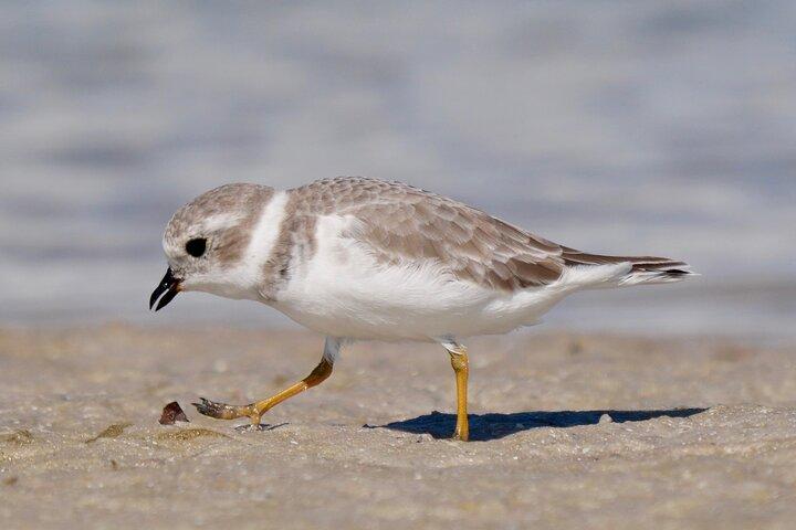 Excursão privada de meio dia com pássaros no Fort De Soto Park em São Petersburgo - 2 pessoas no máximo