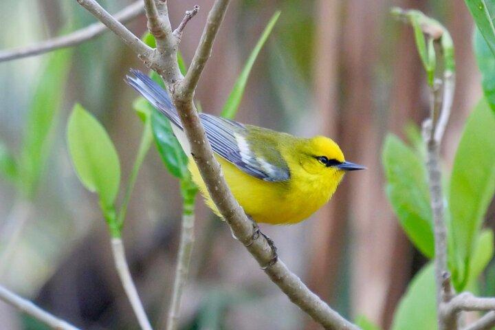 Excursão privada de meio dia com pássaros no Fort De Soto Park em São Petersburgo - 2 pessoas no máximo
