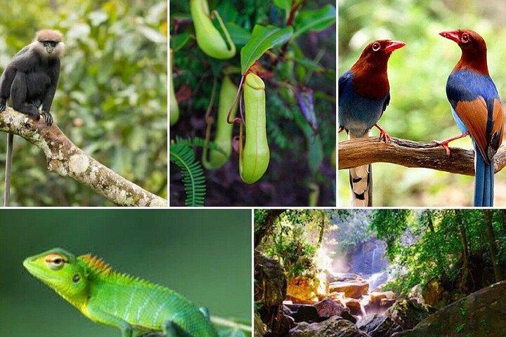 Excursão de um dia à floresta tropical de Sinharaja