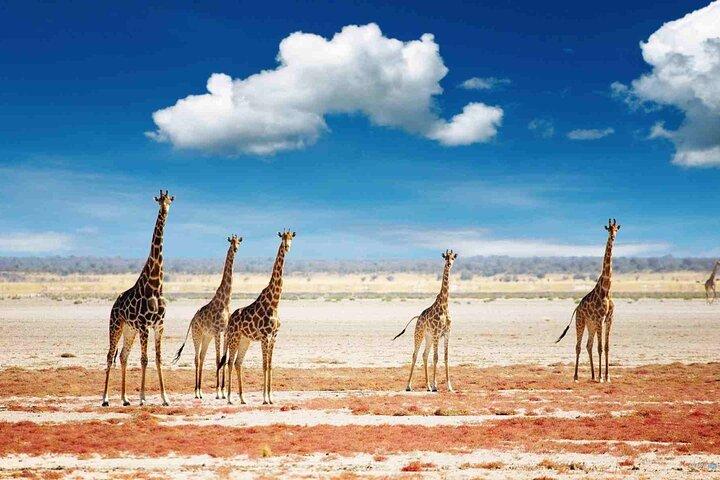4-dagars Tanzania Camping Safari