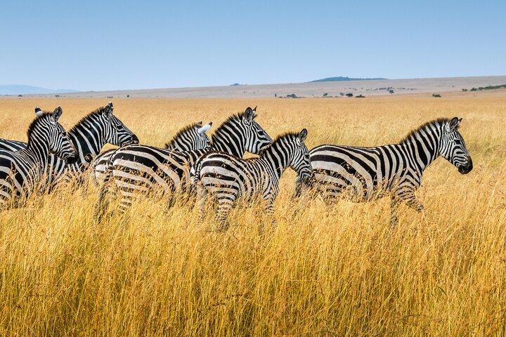 Safari de 5 días por el cráter del Ngorongoro y el lago Manyara desde Arusha