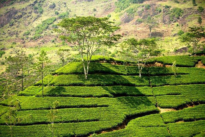 Tour di due giorni a Kandy e Nuwaraeliya