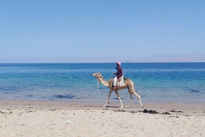 Excursão privada de um dia à Lagoa Azul e Ras Abu Galum saindo de Dahab