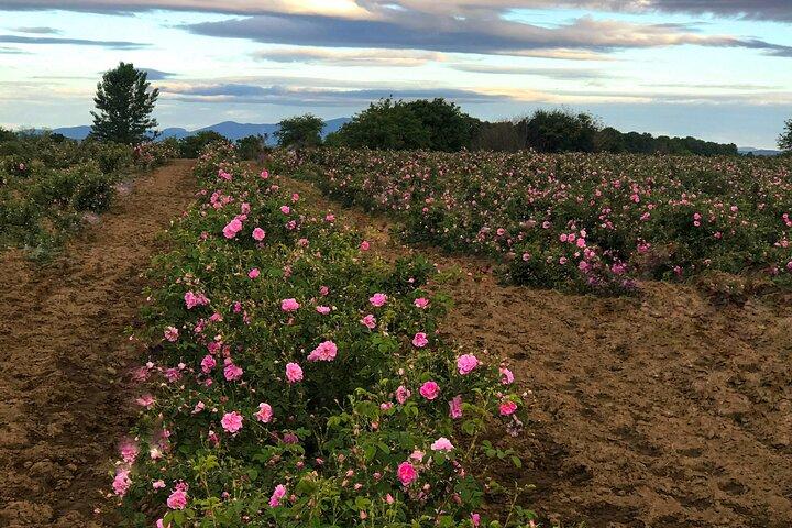 Private Rose Picking in Vrav along the Danube