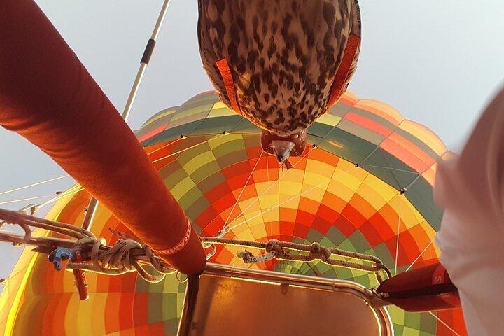 Heteluchtballon Deluxe met valkerij