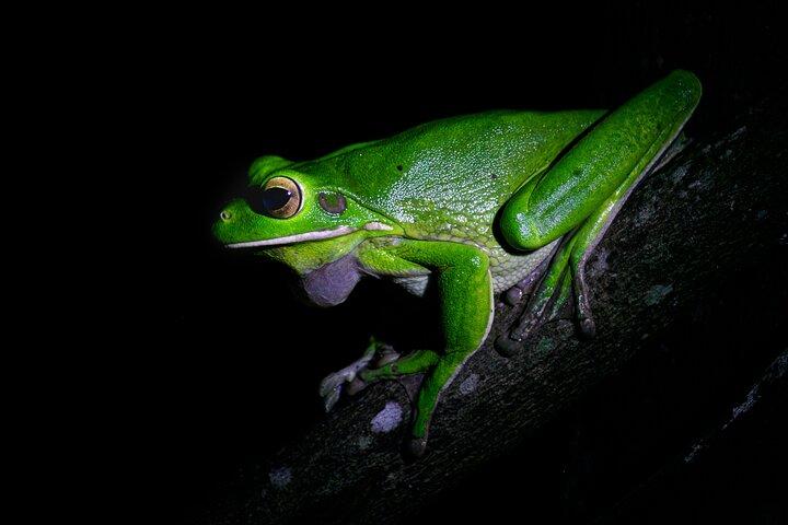 Daintree Rainforest Night Walk em Cape Tribulation