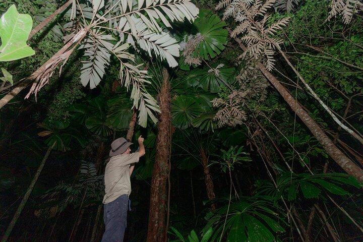 Daintree Rainforest Night Walk em Cape Tribulation