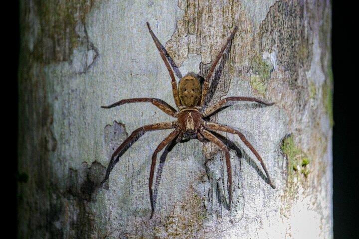 Daintree Rainforest Night Walk em Cape Tribulation
