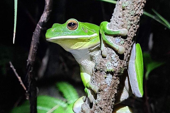 Daintree Rainforest Night Walk em Cape Tribulation