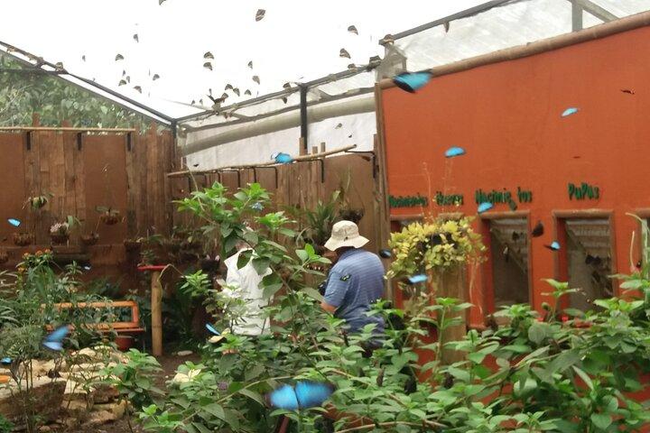 Tour Privado a Mindo con Reserva de colibríes, tarabita y granja de mariposas