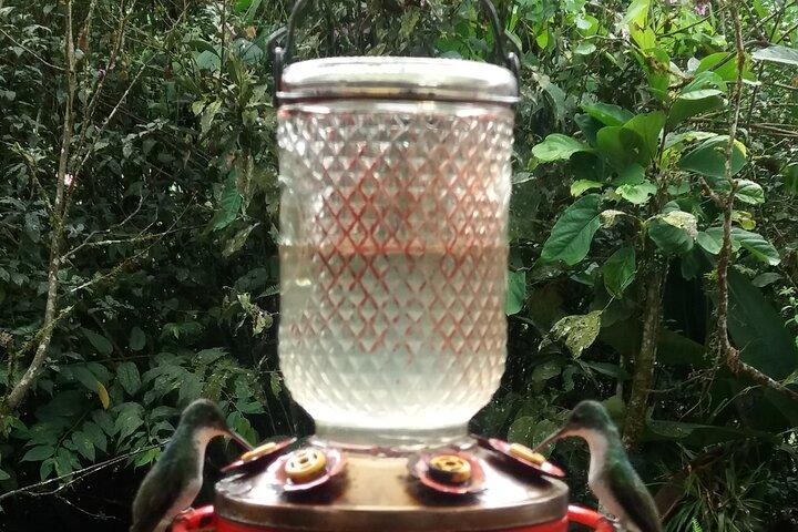Tour Privado a Mindo con Reserva de colibríes, tarabita y granja de mariposas
