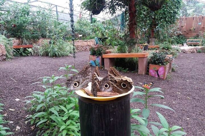 Tour Privado a Mindo con Reserva de colibríes, tarabita y granja de mariposas