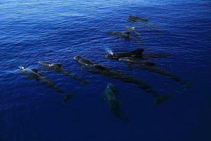 Tour de snorkel Kona : Capitán Cook Reef Snorkel, Dolphin & Sea Caves