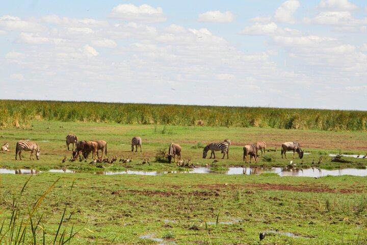 4 dagars grupp Camping Safari