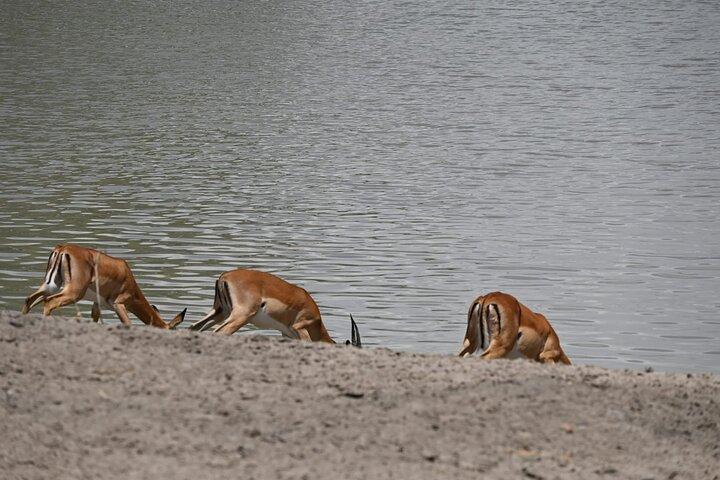 5-dages gruppe camping safari
