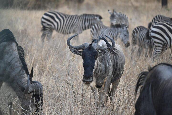 5-dages gruppe camping safari