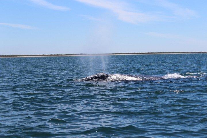 カボ・サンルーカス・ザトウクジラウォッチングツアー