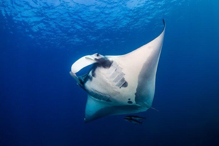 Crociera al tramonto e charter di snorkeling notturno a Manta