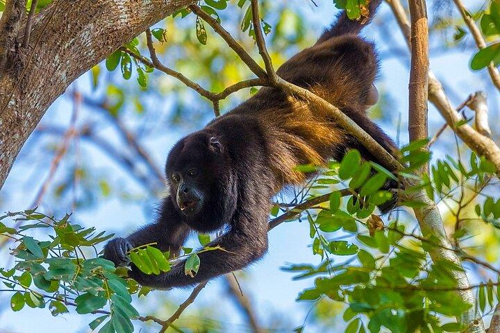 Altun Ha, Santuário de Macacos e Excursão à Fábrica de Rum saindo da cidade de Belize