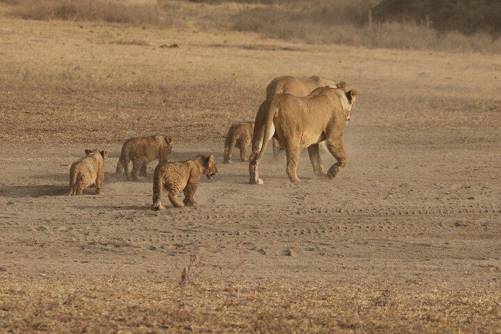 5-dages gruppe camping safari