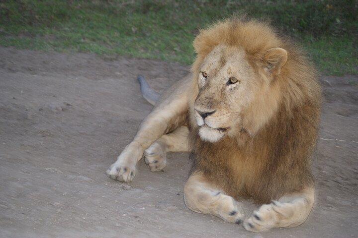 4 dagars grupp Camping Safari