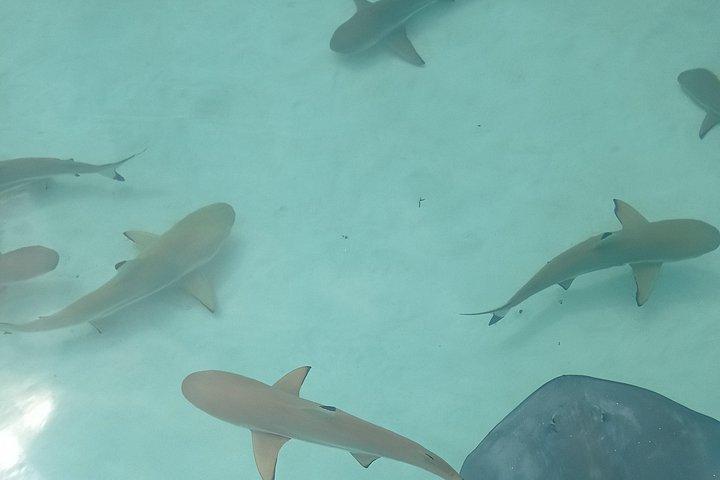 Snorkeling excursion, discovery of the lagoon, small group.