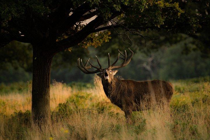 ロンドンのリッチモンド公園での野生生物写真ワークショップ