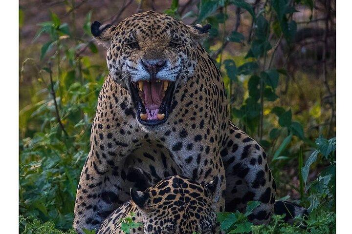 8 Days Jaguars and Pantanal Safari tour