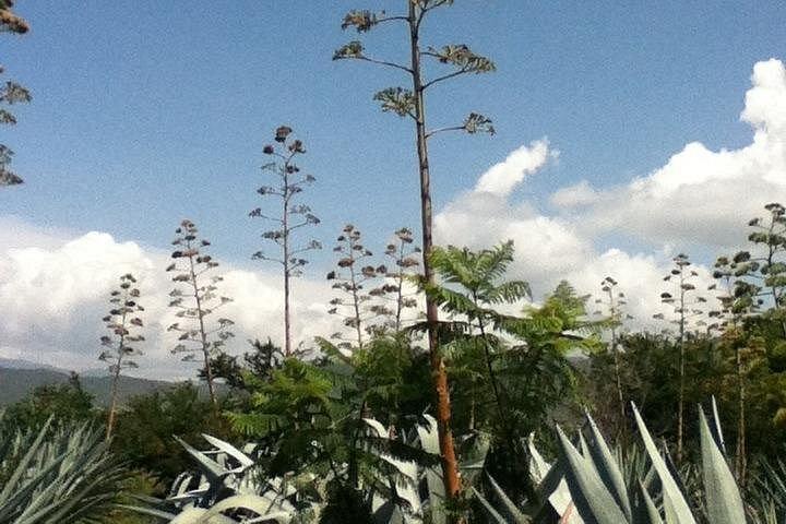 Tour por Oaxaca