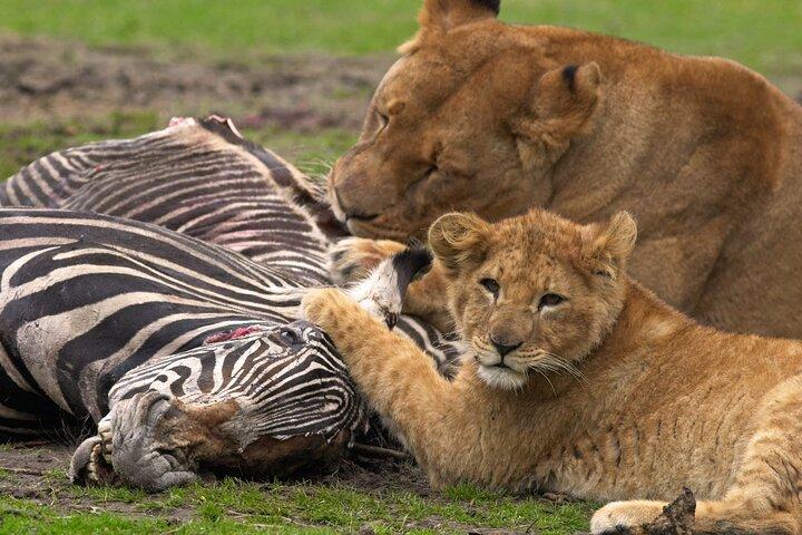 4 dagar Tanzania Wildlife, Materuni vattenfall och Chemka Hot-spring & Coffee Tour