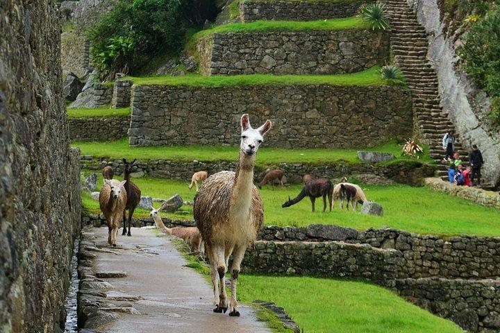 Machu Picchu Full Day Tour from Cusco(Small Groups )
