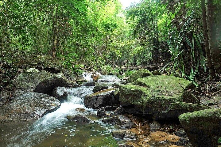 カオ プラ テーウ国立公園でのプーケット ジャングル トレッキング体験