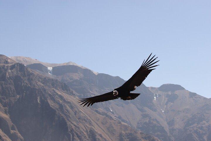 Canyon del Colca di 2 giorni, Riserva di Vicuna e Condor da Arequipa