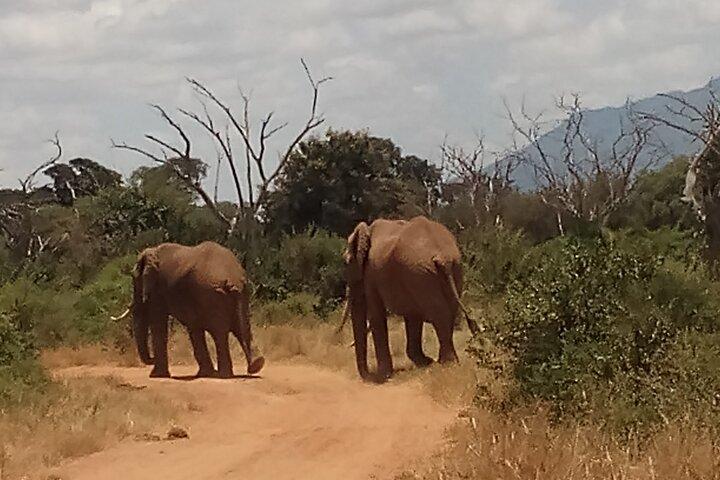 Safari di 4 giorni ad Amboseli N / P, Tsavo East N / P.