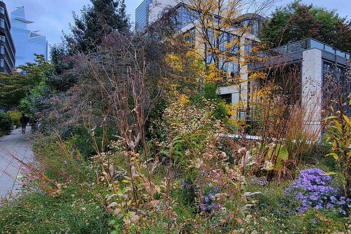 Secrets of the High Line