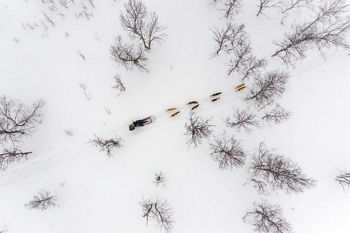 Advanced Dog Sledding at Camp Tamok