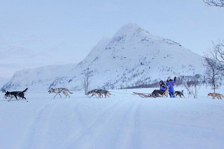 Advanced Dog Sledding at Camp Tamok