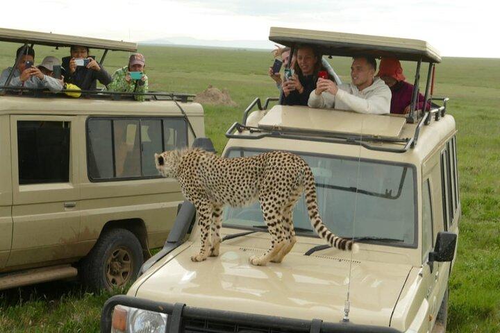 Safari privado de 4 días en Tarangire, Serengeti y Ngorongoro