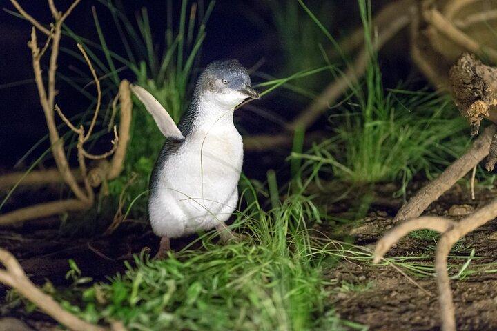メルボルン発フィリップ島のペンギンとコアラのハイライト日帰り旅行